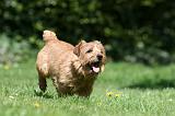 NORFOLK TERRIER 096